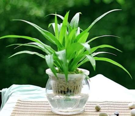 室内空气净化植物