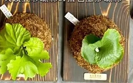 鹿角蕨木板材質