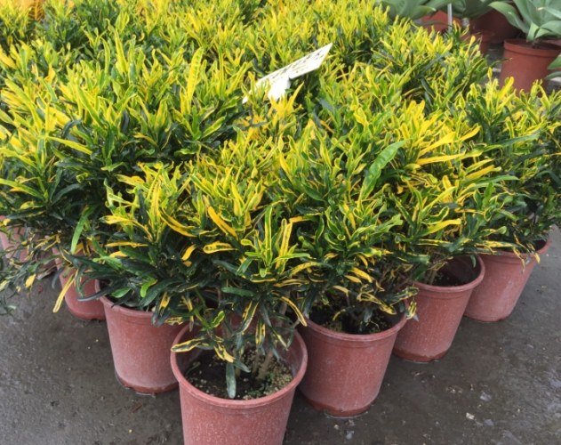 金鑽植物中毒處理