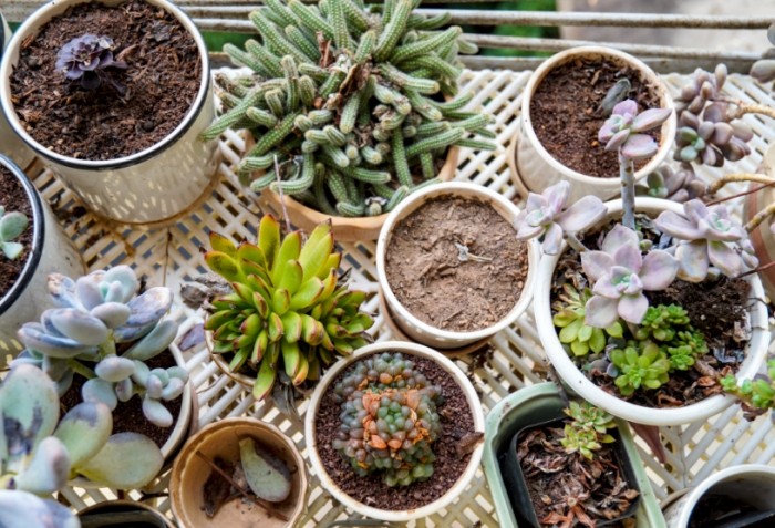 多肉澆水注意事項 多肉澆水注意事項