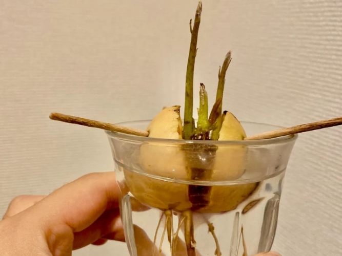 森樹水種常見問題