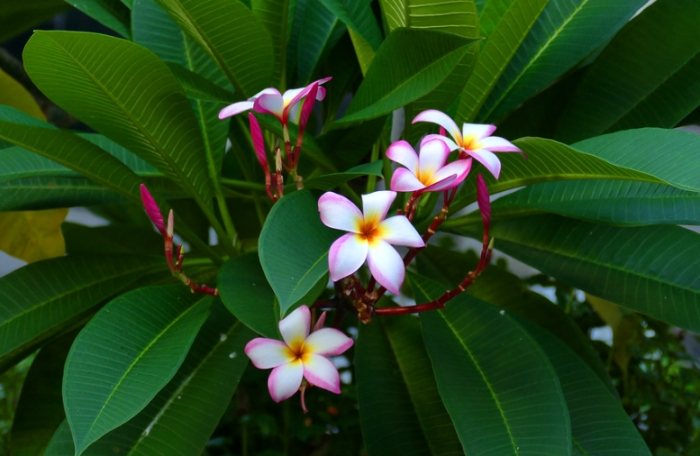 雞蛋花種植方法 雞蛋花種植方法