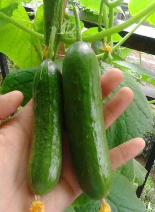 小黃瓜變色原因 小黃瓜變色原因