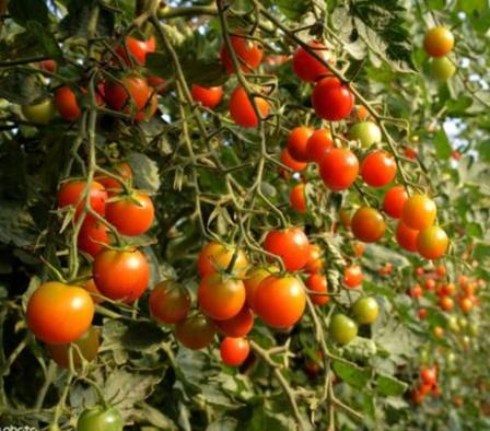 牛番茄採收時間 牛番茄採收時間