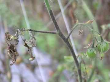 番茄黑骨病防治 番茄黑骨病防治