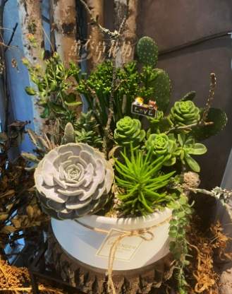 多肉植物組合技巧