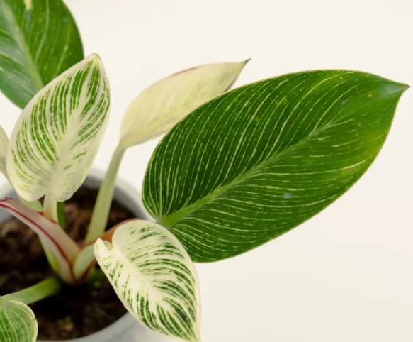 蔓綠絨繁殖方法