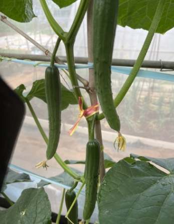 小黃瓜種植方法