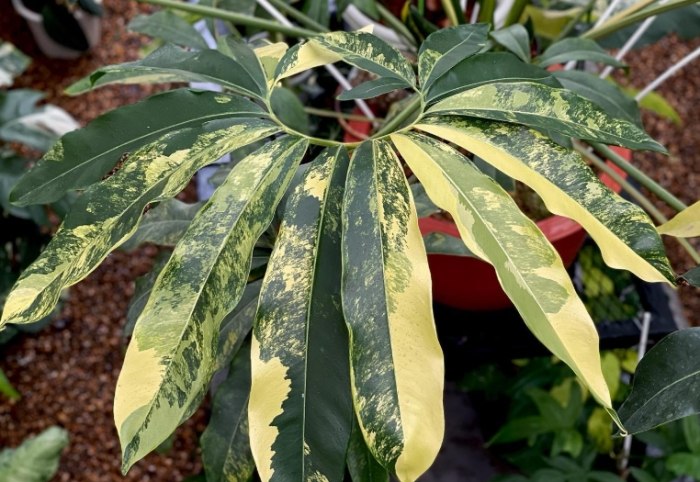 室內植物喜林芋