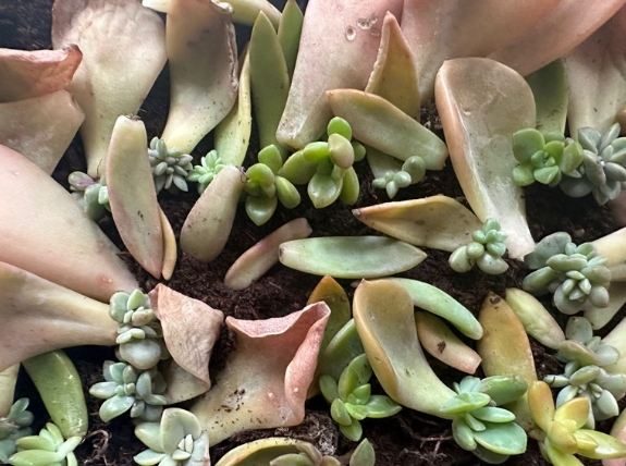 多肉葉子變皺原因 多肉葉子變皺原因