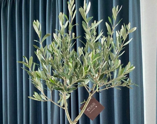 迷你森樹 養護方法