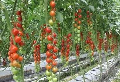 西红柿育苗最佳温度 西红柿育苗最佳温度