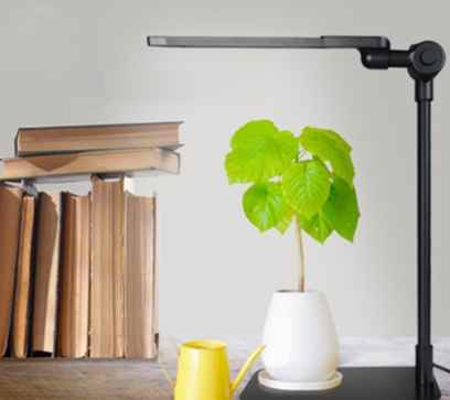 辦公室植物養護 辦公室植物養護