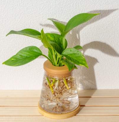 黃金葛栽培技巧 黃金葛栽培技巧