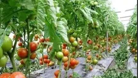 番茄管理技術 番茄管理技術