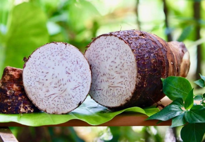 發芽芋頭有毒嗎