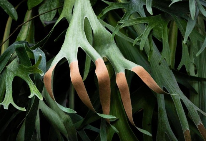 鹿角蕨養護 鹿角蕨養護