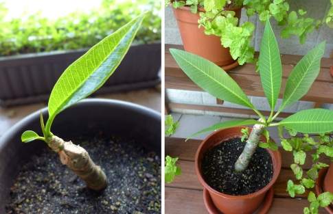 雞蛋花扦插 雞蛋花扦插