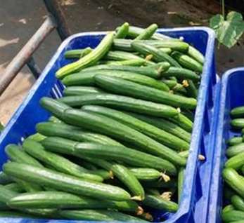 胡瓜種植方法 胡瓜種植方法