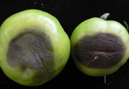 番茄黑骨病症狀 番茄黑骨病症狀