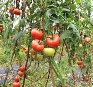 番茄栽培技巧