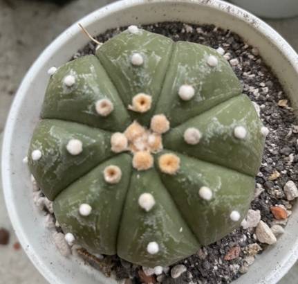 多肉植物凹陷原因