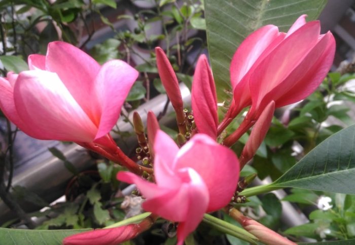 雞蛋花毒性 雞蛋花毒性