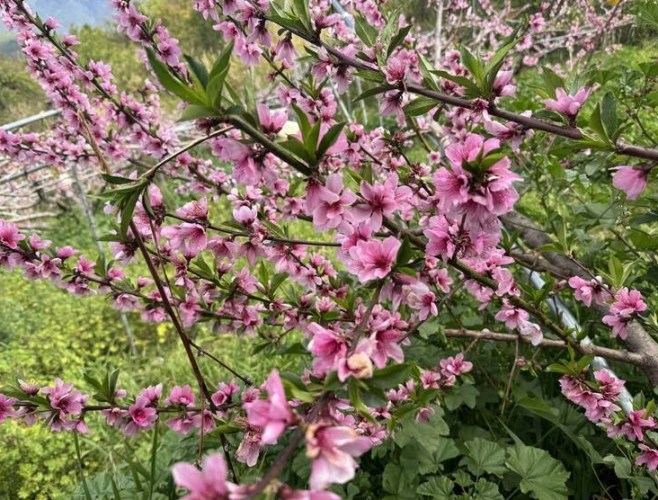 植物開花不結果 植物開花不結果
