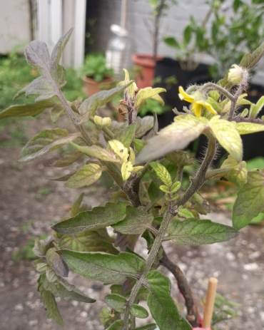 番茄病害處理 番茄病害處理