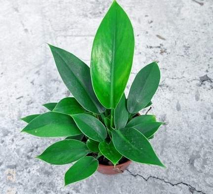 室內植物養護 室內植物養護