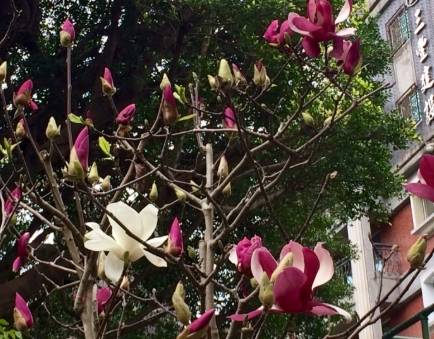 玉蘭樹養護 玉蘭樹養護