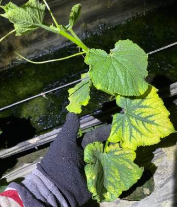 小黃瓜葉子變黃原因