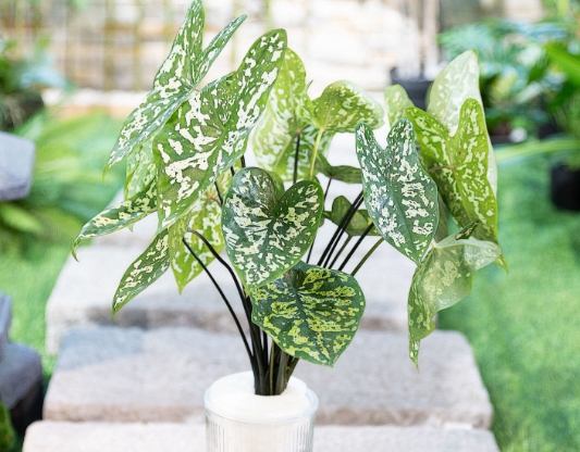 樹木枯黃防治 樹木枯黃防治