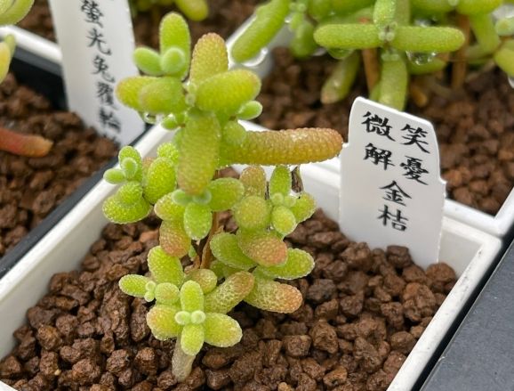 多肉生長週期 多肉生長週期