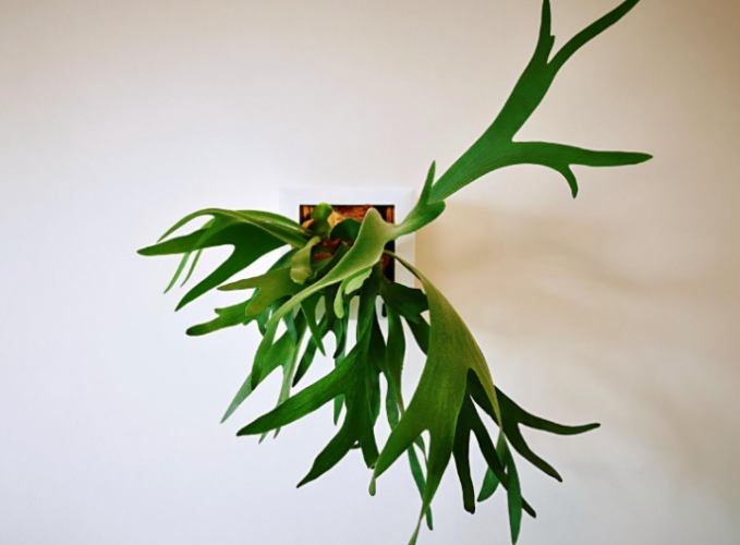 鹿角蕨繁殖時機