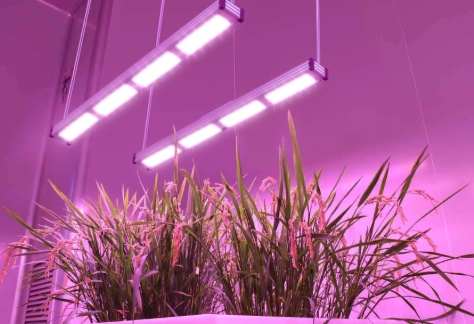 辦公室植物養護 辦公室植物養護