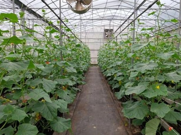 胡瓜病虫害防治