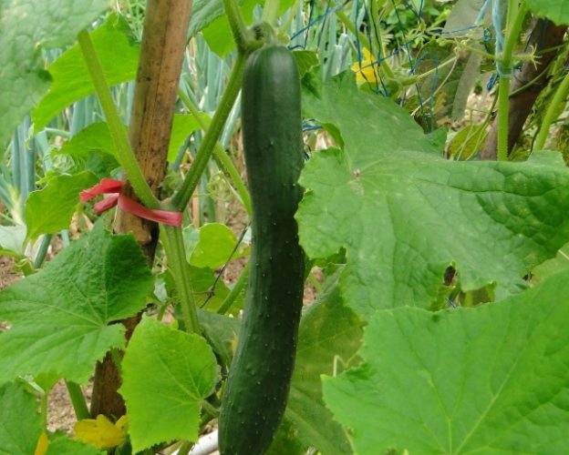 小黃瓜冷藏保存 小黃瓜冷藏保存