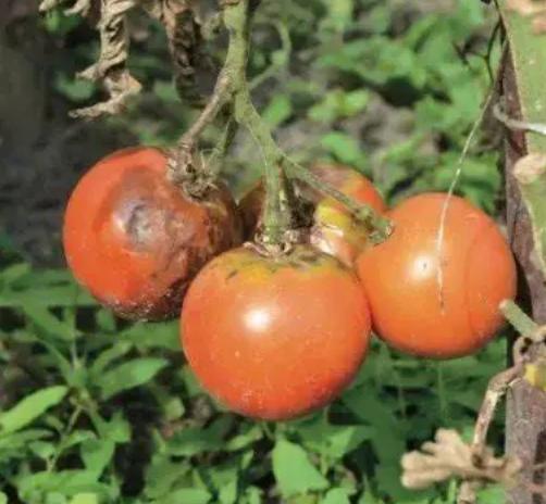 番茄疫病防治 番茄疫病防治