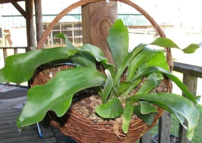 鹿角蕨分株方法