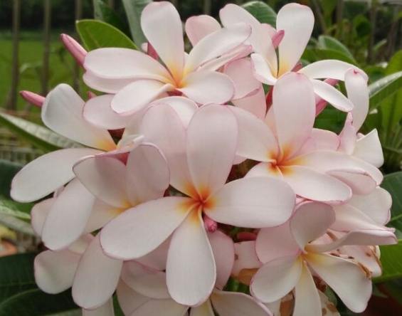 雞蛋花種植 雞蛋花種植