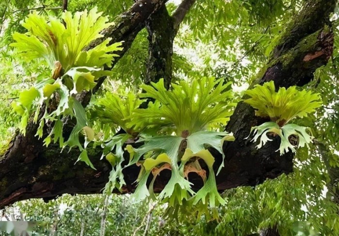 植物換板技巧 植物換板技巧