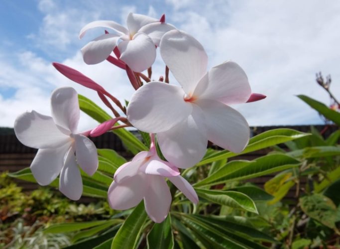 雞蛋花毒性 雞蛋花毒性