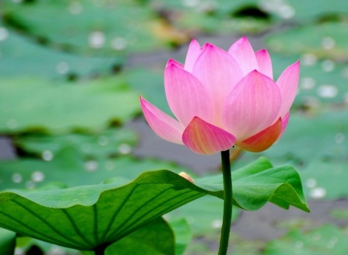 植物軟趴趴處理方法 植物軟趴趴處理方法