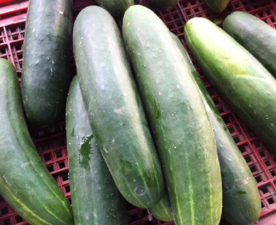 胡瓜種植方法 胡瓜種植方法