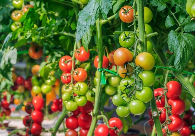 小番茄種植條件