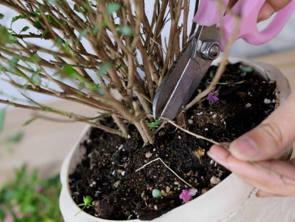 盆栽修剪方法 盆栽修剪方法