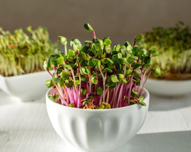 馬鈴薯發芽有毒