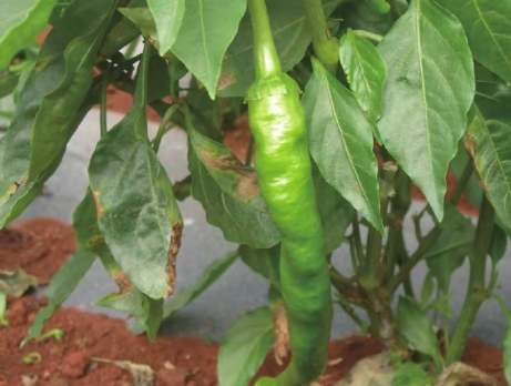 辣椒生長週期