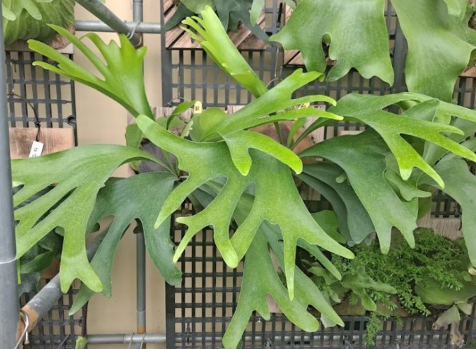 鹿角蕨繁殖季節